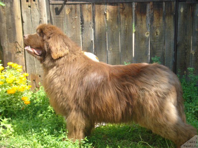 Фото: ньюфаундленд Argonavt iz Arkaima (Аргонавт из Аркаима)