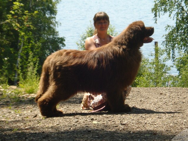 Фото: ньюфаундленд Argonavt iz Arkaima (Аргонавт из Аркаима)