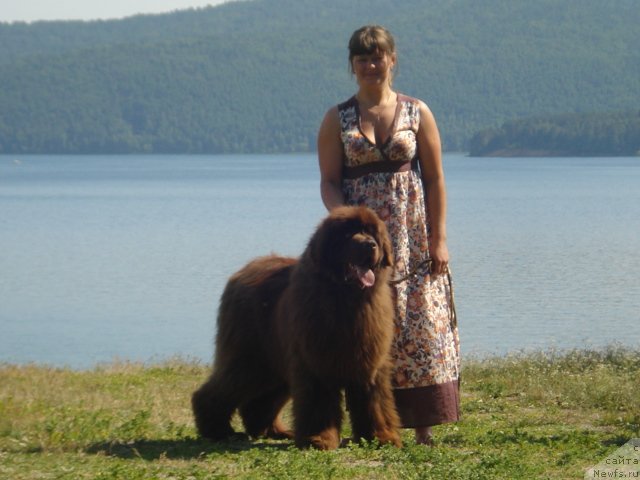 Фото: ньюфаундленд Argonavt iz Arkaima (Аргонавт из Аркаима)