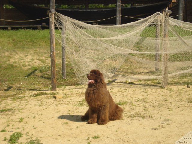 Фото: ньюфаундленд Argonavt iz Arkaima (Аргонавт из Аркаима)