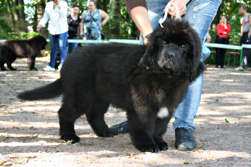 Фото: ньюфаундленд Smigar L'vinoe Serdce (Смигар Львиное Сердце)