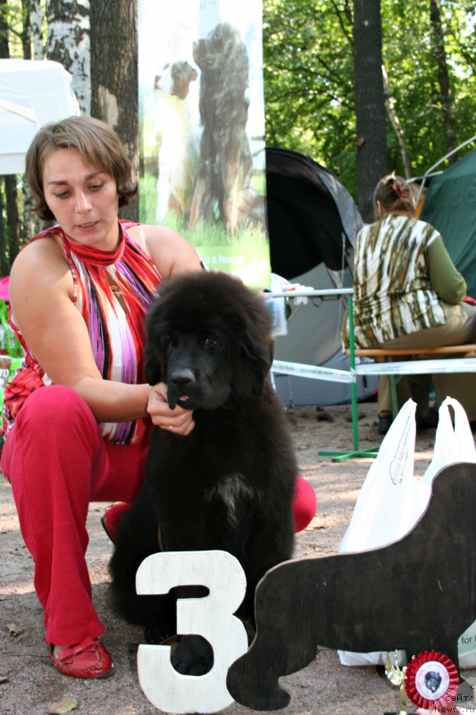 Фото: ньюфаундленд Piternyuf ICQ (Питерньюф ИСК)