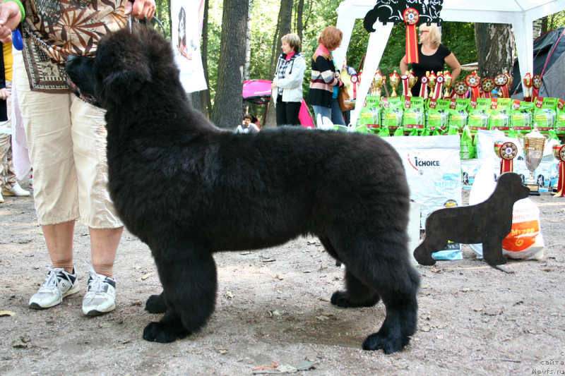 Фото: ньюфаундленд Belkonder-Club Dostuchat'sya Do Nebes (Белкондер-Клаб Достучаться До Небес)