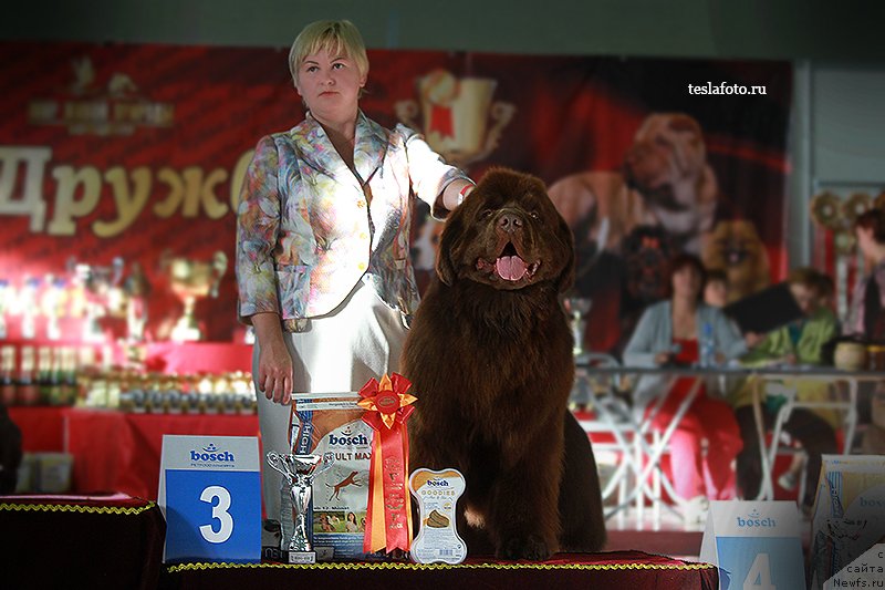 Фото: ньюфаундленд Aquatoriya Kelvin Reds Begin and Win (Акватория Келвин Редс Бегин энд Вин), Tat'yana Abutova (Татьяна Абутова)