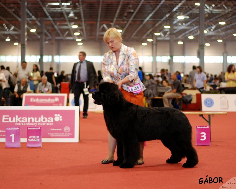 Фото: ньюфаундленд Aquatoria Kelvin Ursa High Spirit (Акватория Келвин Урса Хай Спирит), Tat'yana Abutova (Татьяна Абутова)