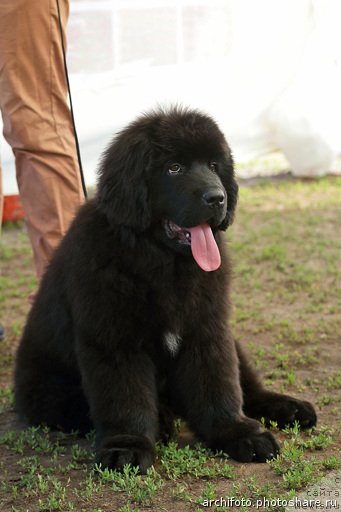 Фото: ньюфаундленд N'yufort SHum Priboya (Ньюфорт Шум Прибоя)