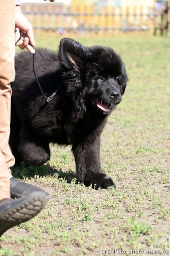 Фото: ньюфаундленд N'yufort SHum Priboya (Ньюфорт Шум Прибоя)