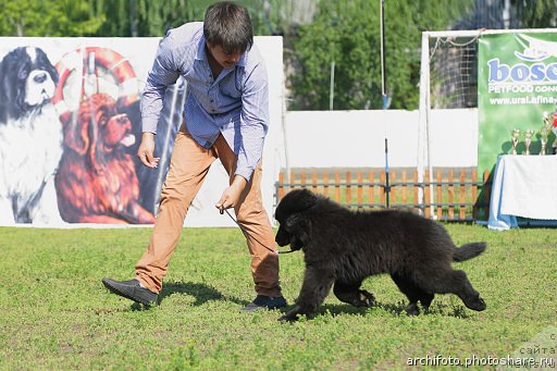 Фото: ньюфаундленд N'yufort SHum Priboya (Ньюфорт Шум Прибоя)