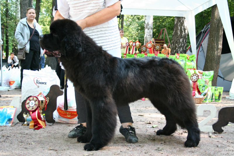 Фото: ньюфаундленд Dark Pride Vuitton (Дак Прайд Виттон)