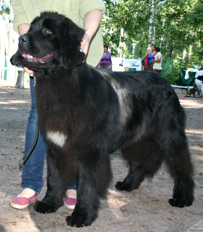 Фото: ньюфаундленд Fluffy Avalanch Yabba-Dabba-Doo (Флюфи Аваланч Ябба-Дабба-Доо)