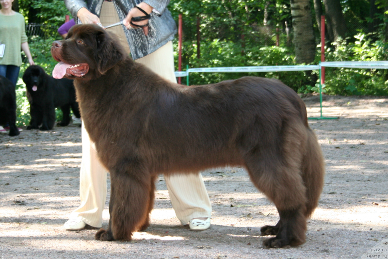 Фото: ньюфаундленд Aquatoriya Kelvin Heather Honey (Акватория Келвин Хизер Хани)