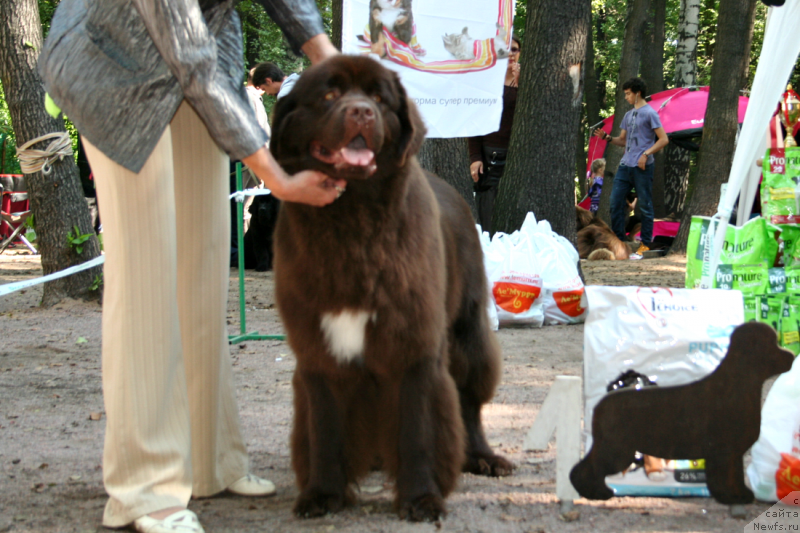 Фото: ньюфаундленд Aquatoriya Kelvin Heather Honey (Акватория Келвин Хизер Хани)