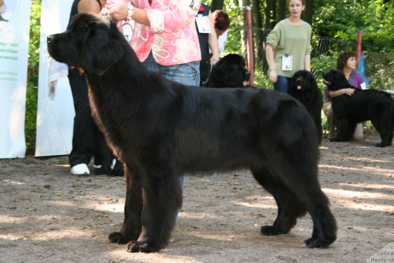 Фото: ньюфаундленд Beguschaya po Volnam Shade Color of Life (Бегущая по Волнам Шадэ Колор оф Лифе)