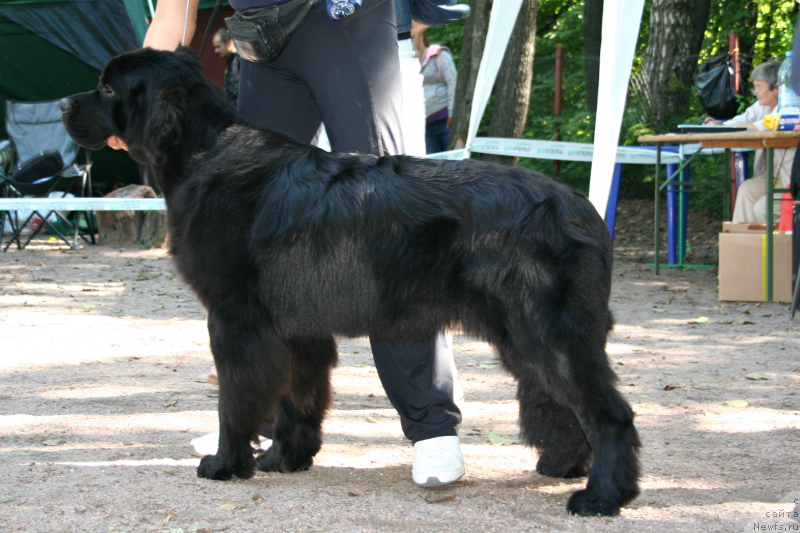 Фото: ньюфаундленд Beguschaya po Volnam SHadu Ladu (Бегущая по Волнам Шаду Ладу)