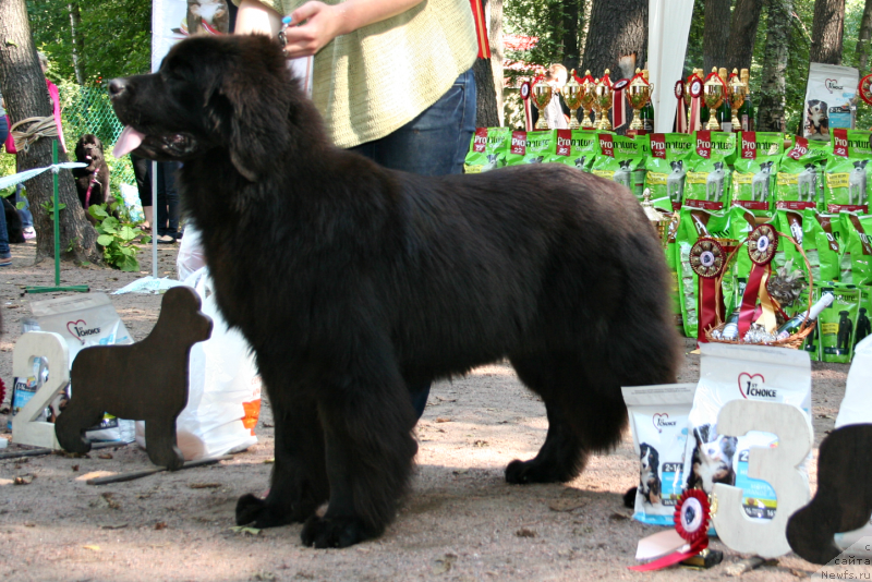 Фото: ньюфаундленд Fluffy Avalanch Exclusive Dream (Флюфи Аваланч Эксклюсиве Дрим)