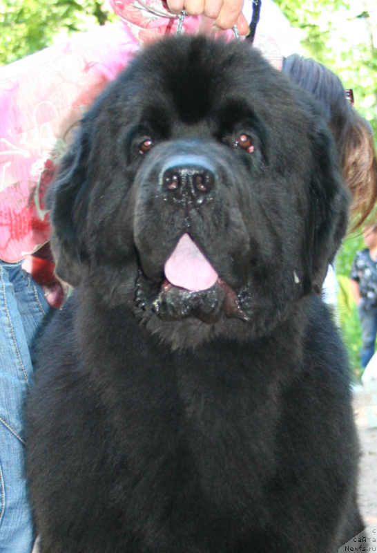 Фото: ньюфаундленд Beguschaya po Volnam Deal Me In (Бегущая по Волнам Деал Ме Ин)