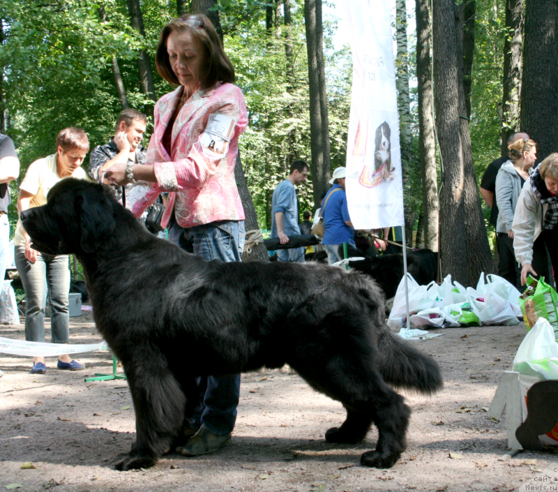 Фото: ньюфаундленд Beguschaya po Volnam Deal Me In (Бегущая по Волнам Деал Ме Ин)
