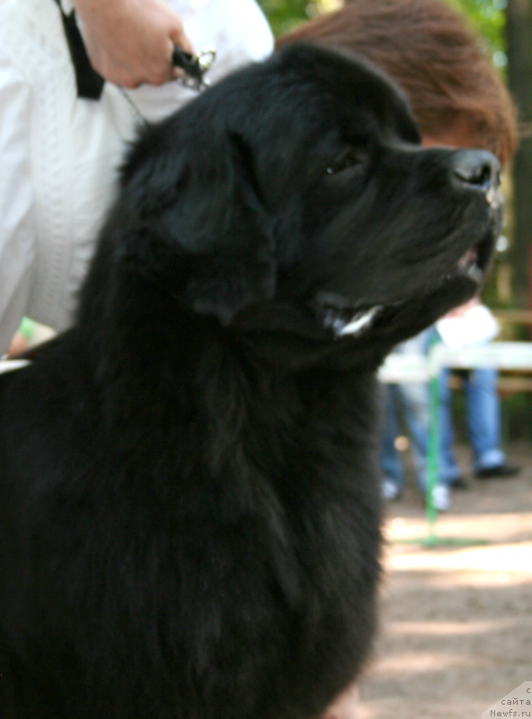 Фотография № 131915