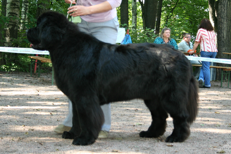 Фото: ньюфаундленд Smigar Gordon Fellow (Смигар Гордон-Феллоу)