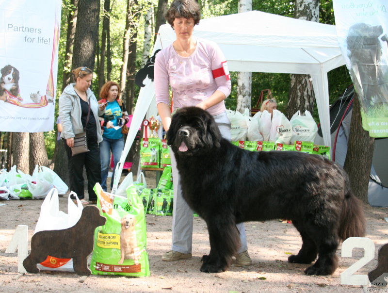 Фото: ньюфаундленд Smigar Gordon Fellow (Смигар Гордон-Феллоу)
