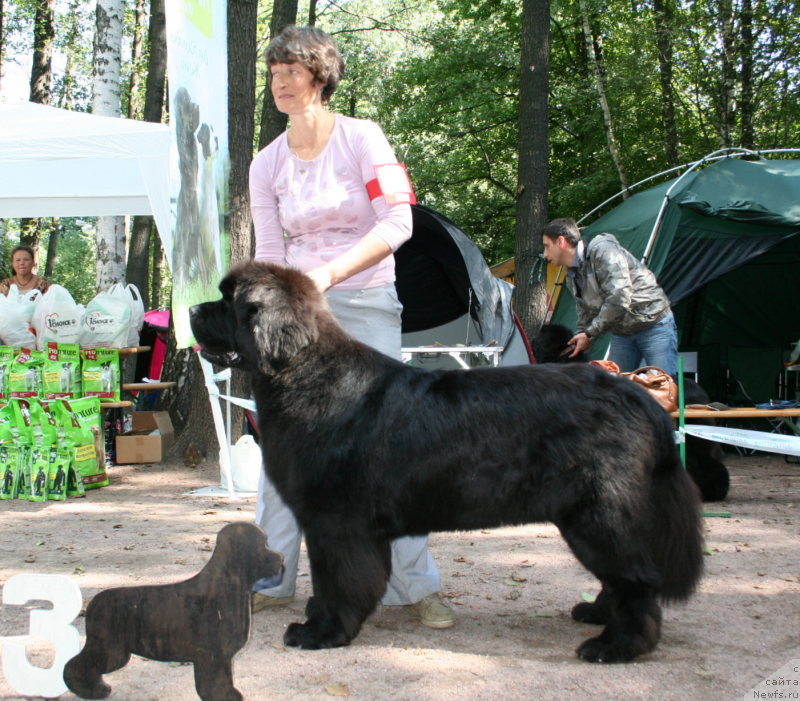 Фото: ньюфаундленд Smigar Gordon Fellow (Смигар Гордон-Феллоу)