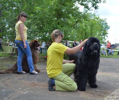 Фото: ньюфаундленд S'Nezhnaya Vjuga Amaretto di Soronno (С'Нежная Вьюга Амаретто Ди Соронно)