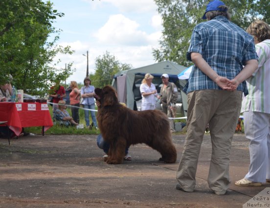 Фото: ньюфаундленд Argonavt iz Arkaima (Аргонавт из Аркаима)