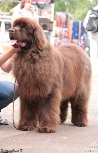 Фото: ньюфаундленд Argonavt iz Arkaima (Аргонавт из Аркаима)