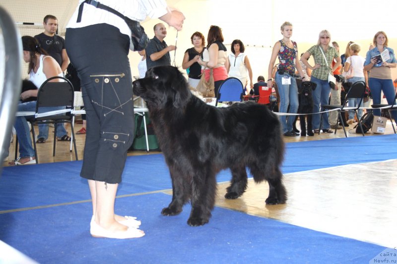Фото: ньюфаундленд Del'ta (Дельта)