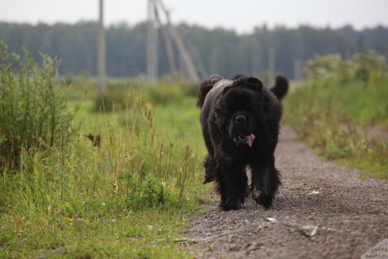 Фото: ньюфаундленд Restayling From SHipmyen (Рестайлинг Фром Шипмэн)