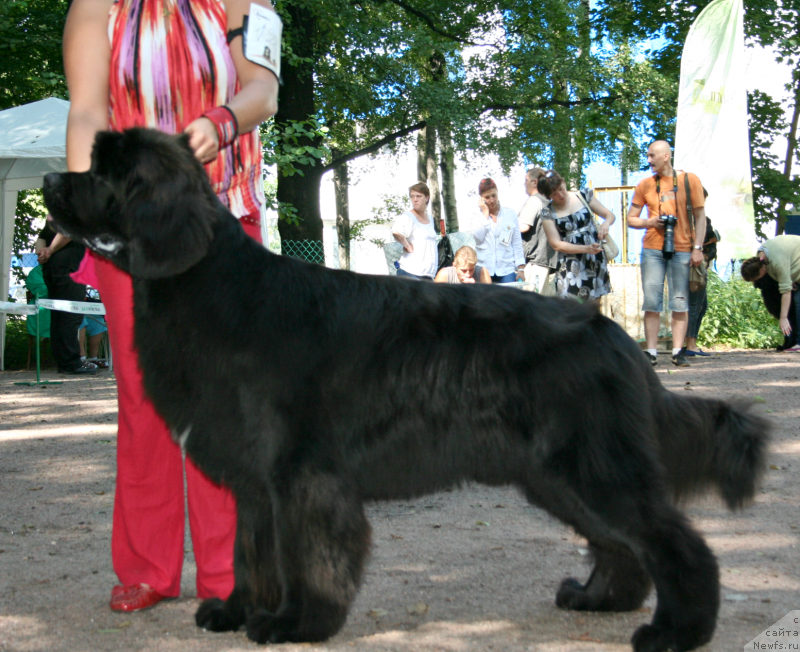 Фото: ньюфаундленд Piternyuf Monte Kristo (Питерньюф Монте Кристо)