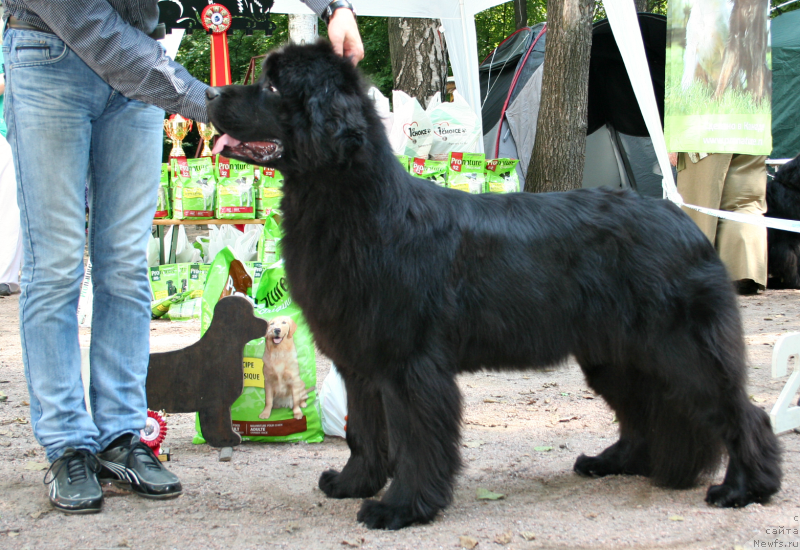 Фото: ньюфаундленд Smigar Severnaya Verona (Смигар Северная Верона)