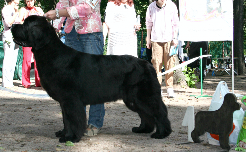 Фото: ньюфаундленд Beguschaya po Volnam Zephirine Drouhin (Бегущая по Волнам Зефирин Друэн)
