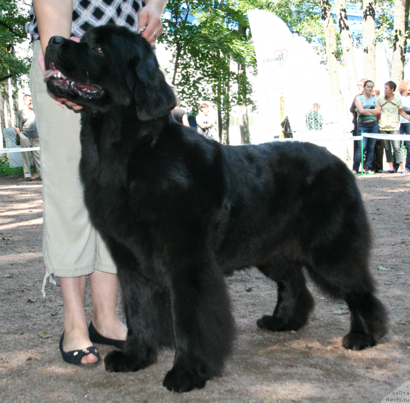 Фото: ньюфаундленд Dar Svezy Uriel Korona Borealis (Дар Свезы Юриель Корона Бореалис)