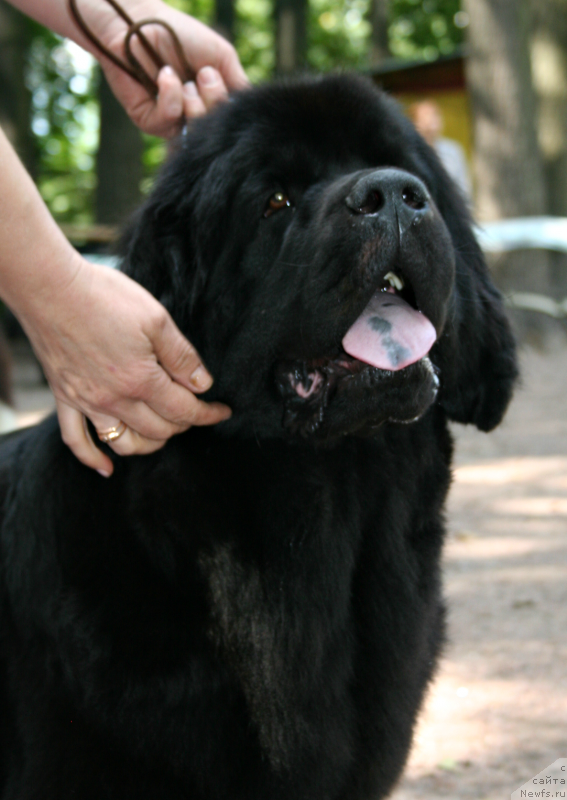 Фото: ньюфаундленд Dar Svezy Uriel Korona Borealis (Дар Свезы Юриель Корона Бореалис)