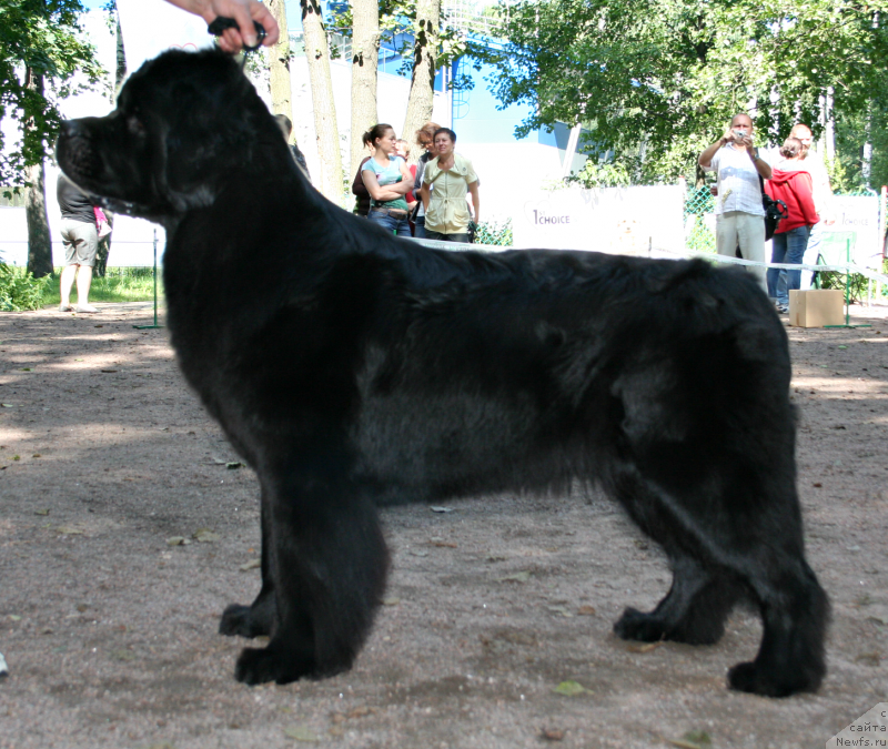 Фото: ньюфаундленд Tsentr Mirozdaniya iz Arkaima (Центр Мироздания из Аркаима)
