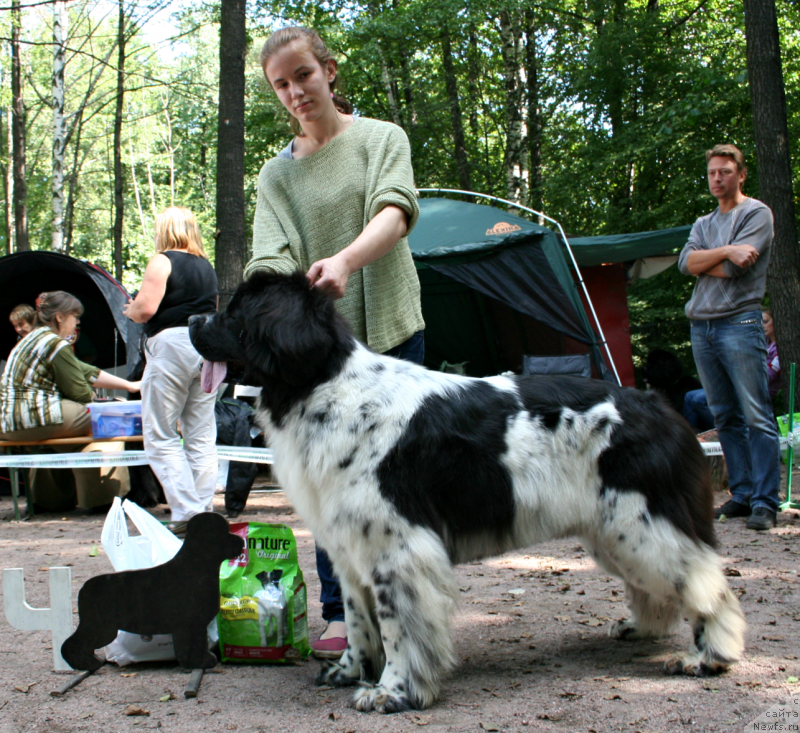Фото: ньюфаундленд Fluffy Avalancn Small Star Will Outshine All (Флюфи Аваланч Смалл Стар Вилл Оутшине Алл)