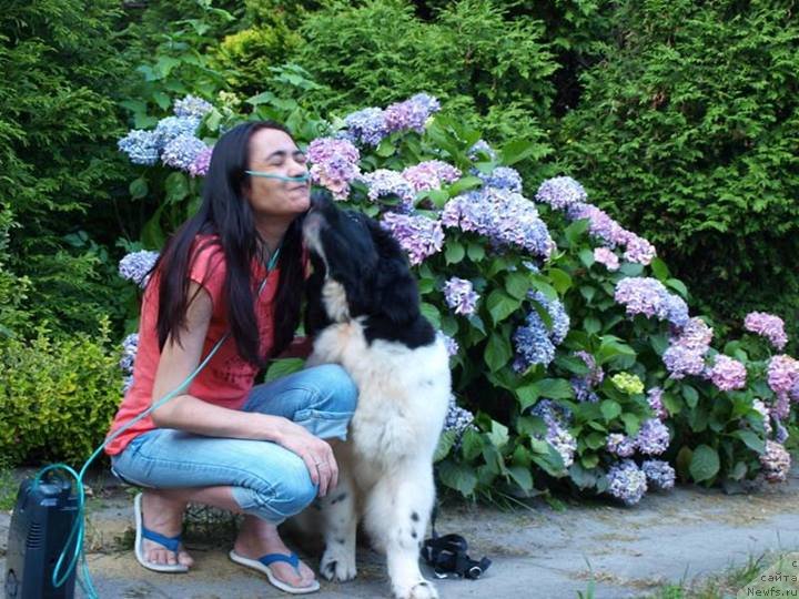 Фото: ньюфаундленд Chernaya Mafia Zebra Time (Черная Мафия Зебра Тиме)