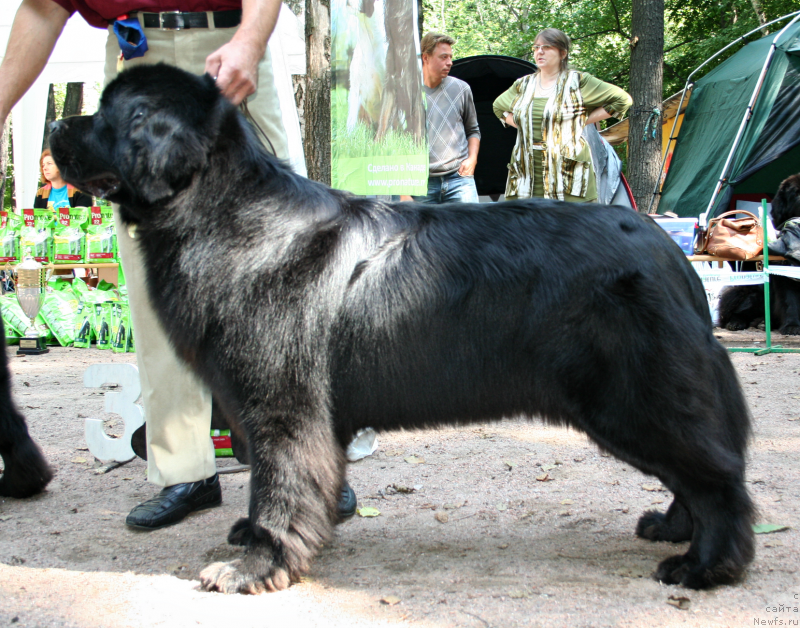 Фото: ньюфаундленд Aquatoriya Kelvin Kadril (Акватория Келвин Кадриль)