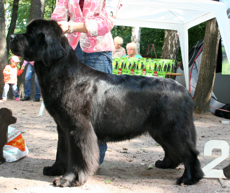 Фотография № 131957