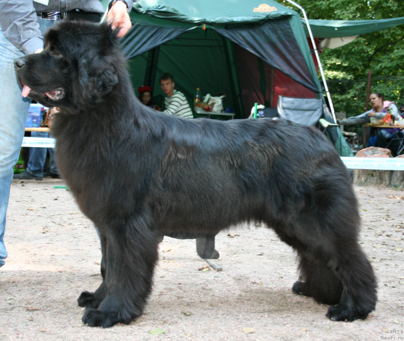 Фото: ньюфаундленд Smigar Severnaya Verona (Смигар Северная Верона)