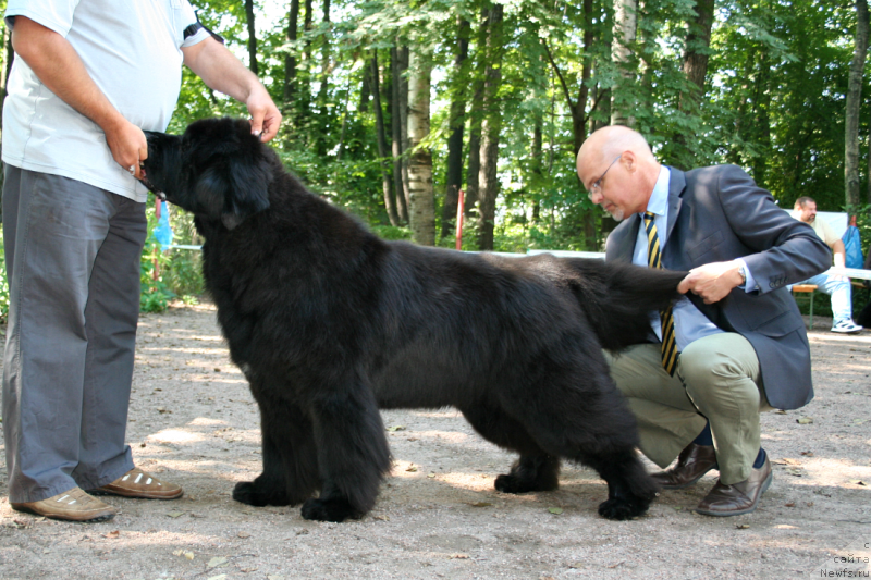 Фото: ньюфаундленд Cayuga Mescalero