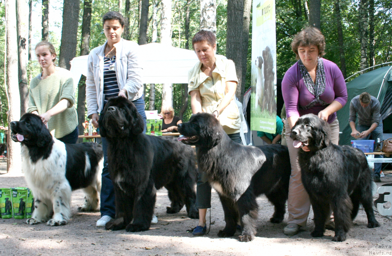 Фото: ньюфаундленд Piternyuf Prodigy (Питерньюф Продижи), ньюфаундленд Piternyuf Monte Kristo (Питерньюф Монте Кристо), ньюфаундленд Fluffy Avalanch Yabba-Dabba-Doo (Флюфи Аваланч Ябба-Дабба-Доо), ньюфаундленд Fluffy Avalanch Yanita (Флюфи Аваланч Янита)