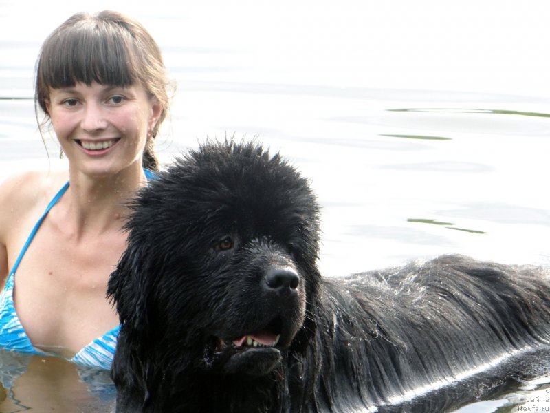 Фото: ньюфаундленд Mister Forte Impressione (Мистер Форте Импрессионе)