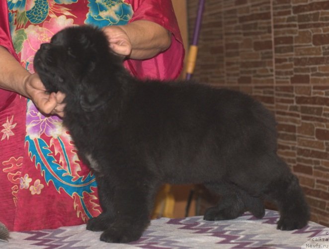 Фото: дочь, ньюфаундленд Vesnushka na Shastie (Веснушка на Счастье)