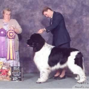 Фото: ньюфаундленд Larinkallion Cippis Jaculaus