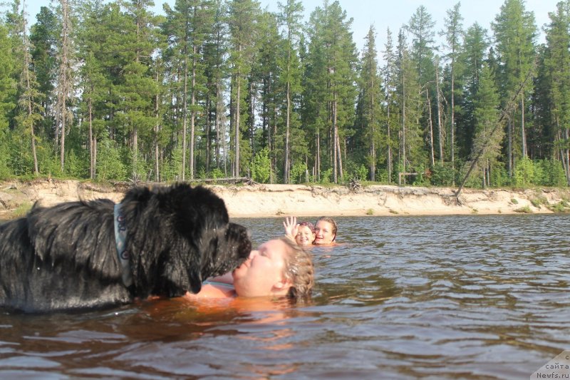 Фото: ньюфаундленд Omar SHerif (Омар Шериф), Lyudmila Ovsyannikova (Людмила Овсянникова)