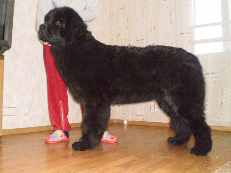 Фото: ньюфаундленд Dikovinka Tasha Bolshoj Malysh
