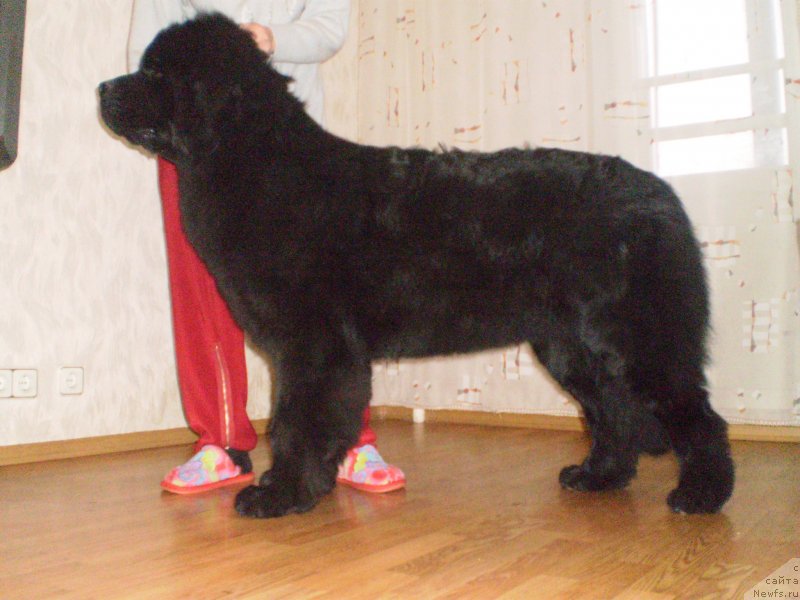 Фото: ньюфаундленд Dikovinka Tasha Bolshoj Malysh