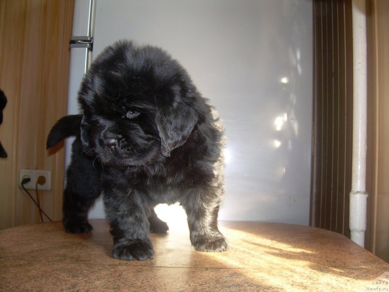 Фото: ньюфаундленд Dikovinka Tasha Bolshoj Malysh